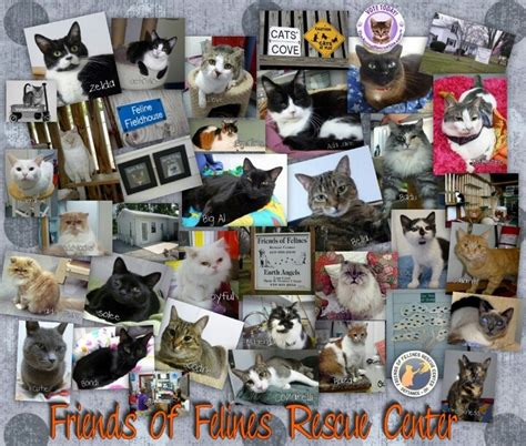 friends of felines defiance ohio